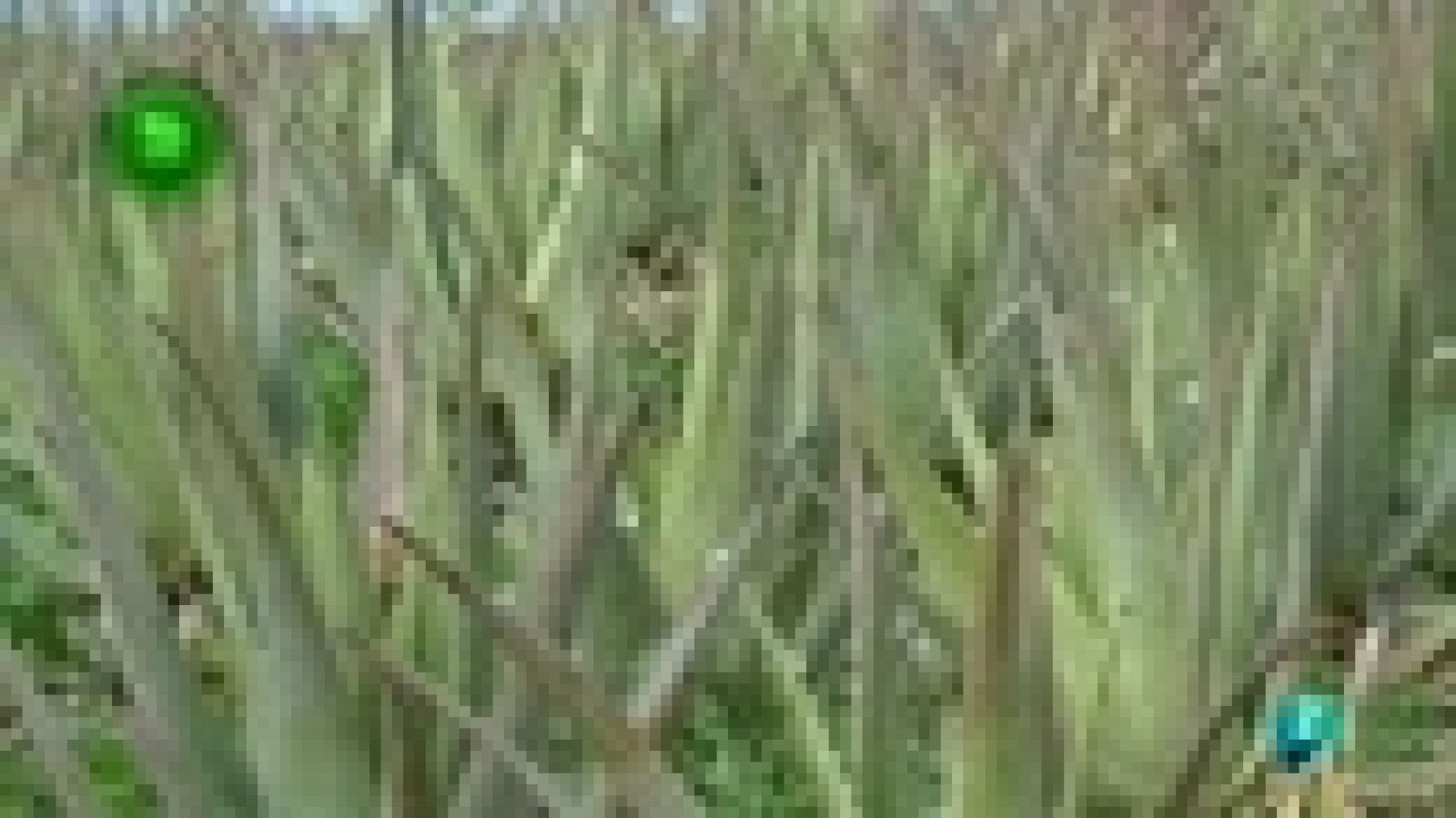 Agrosfera: Aloe vera para alimentacion | RTVE Play
