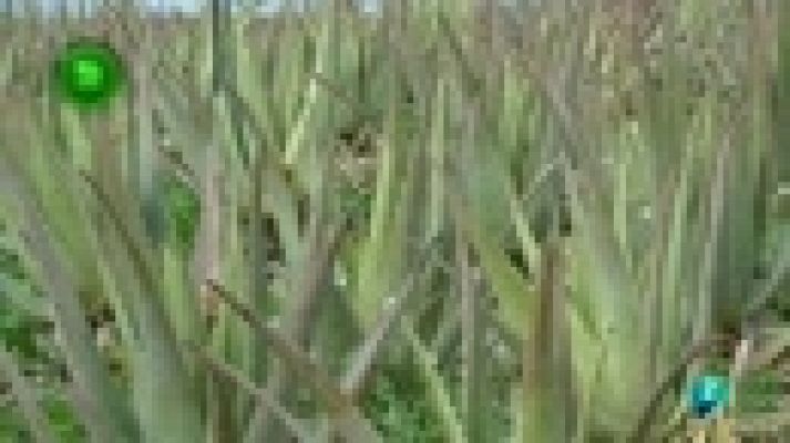 Agrosfera - Aloe vera para alimentacion