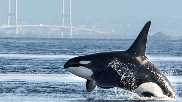 Natural World: Orcas, la guía definitiva