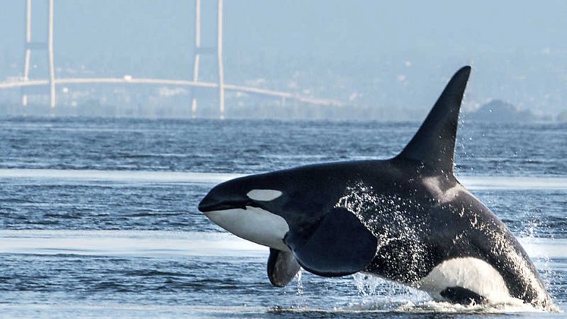 Grandes documentales - Natural World: Orcas, la guía definitiva - ver ahora