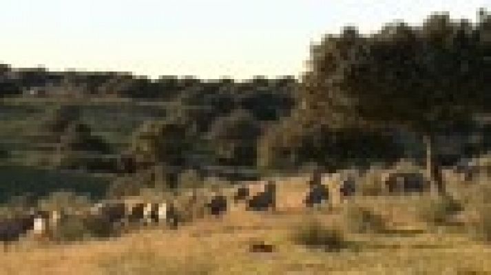 Cocina2 - Cocina2 viaja a Extremadura para probar el mejor cerdo