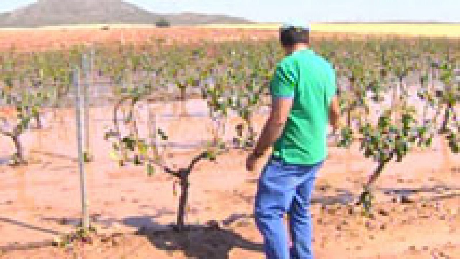 Telediario 1: Al menos 2.000 hectáreas de cultivos dañados tras la granizada en Montealegre del Castillo | RTVE Play