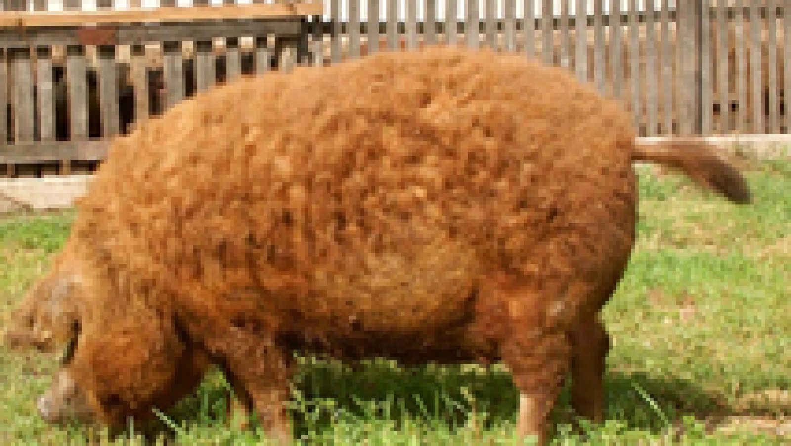 Aquí la Tierra: El curioso cerdo mangalica, con lana y pelo | RTVE Play