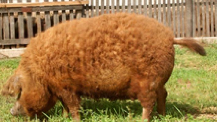 El curioso cerdo mangalica, con lana y pelo