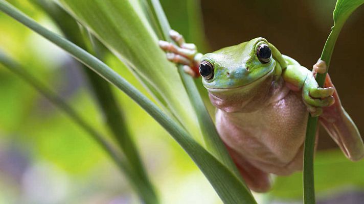 Australia, un viaje a través de la evolución