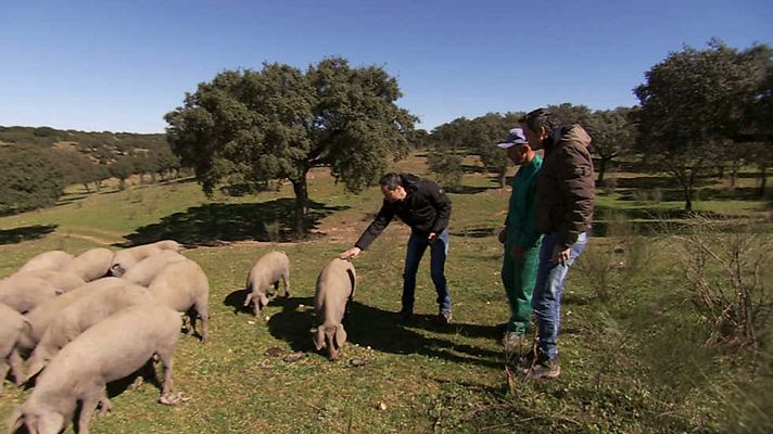 Cocina2 - Extremadura: el cerdo