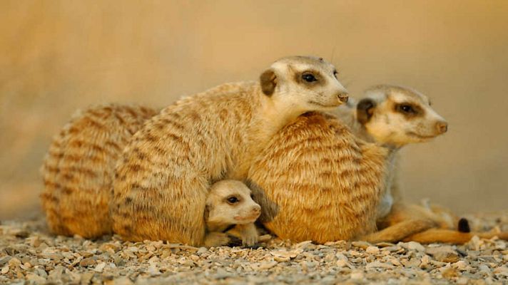 Grandes documentales - Life: Mamíferos