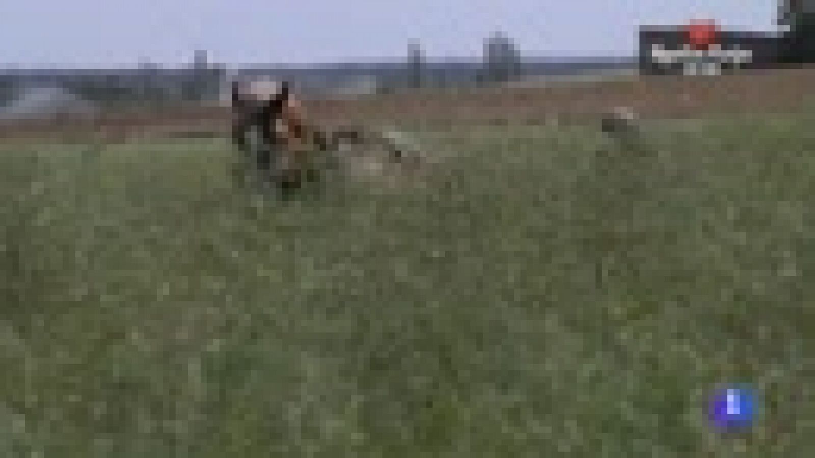 Arando la tierra con caballos