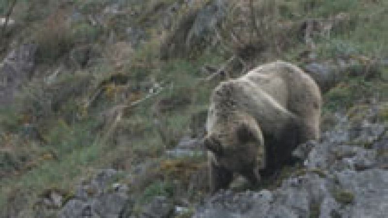 Un vecino de Reinosa, herido tras ser atacado por un oso
