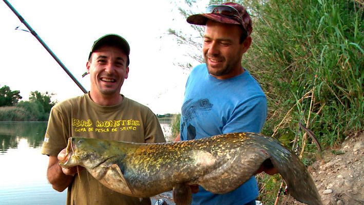 Repor - Invasión animal