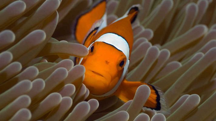 Grandes documentales - Life: Peces
