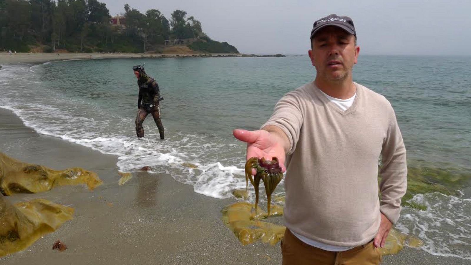 Ortiguillas marinas, manjar de verano