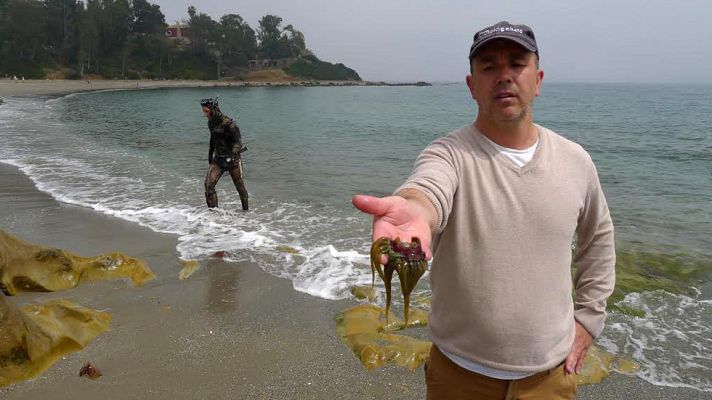 Aquí la Tierra - Ortiguillas marinas, manjar de verano