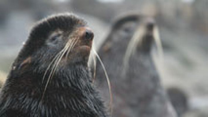 Telediario 1 - Bañarse en Madrid junto a osos marinos