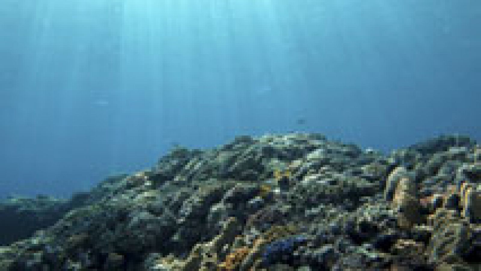 Telediario 1: El día mundial de los océanos nos recuerda la importancia de conservar nuestros mares | RTVE Play