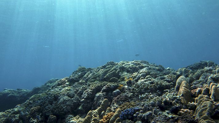 Telediario 1 - El día mundial de los océanos nos recuerda la importancia de conservar nuestros mares