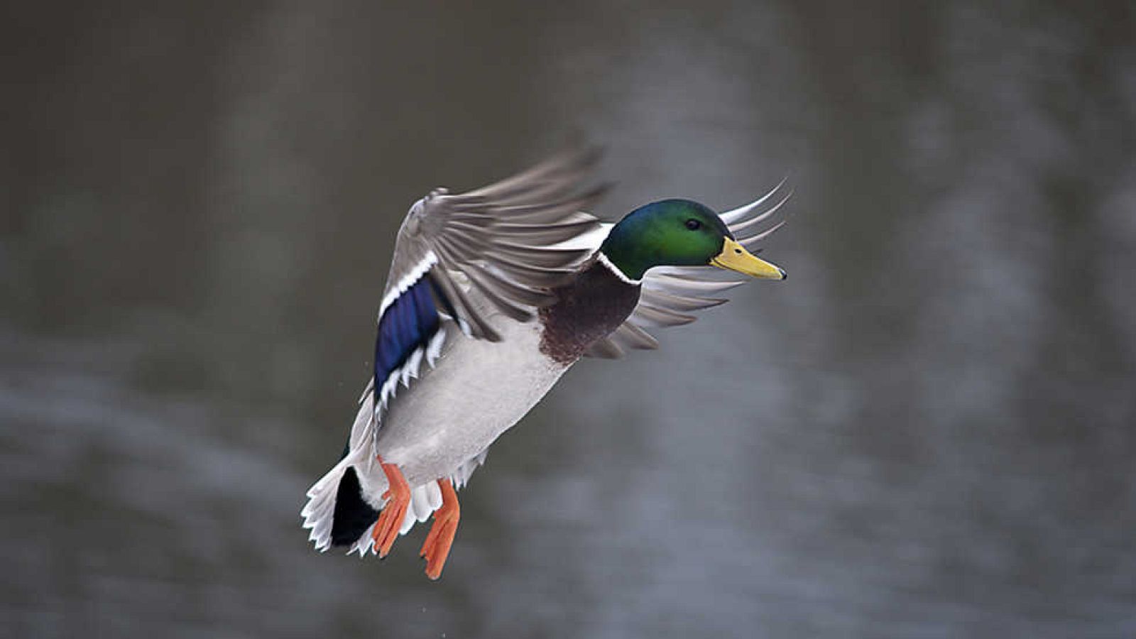 Grandes documentales - Un original documental de patos - Ver ahora