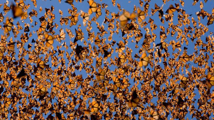 Grandes documentales - Life: Insectos