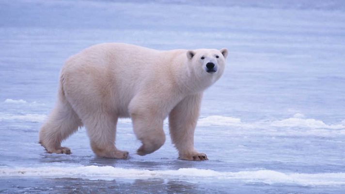 Oso de hielo