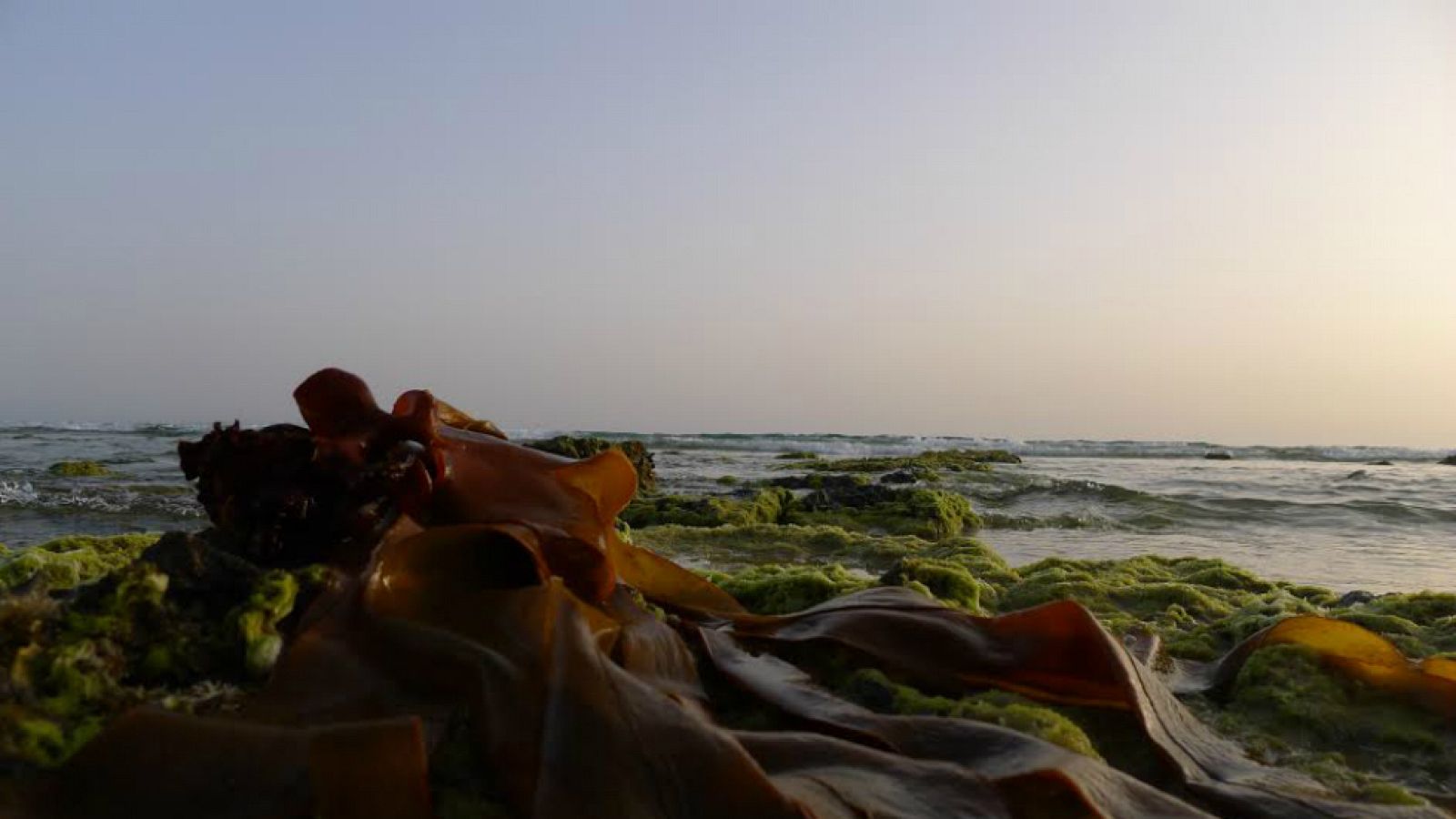 Cosmética marina con algas