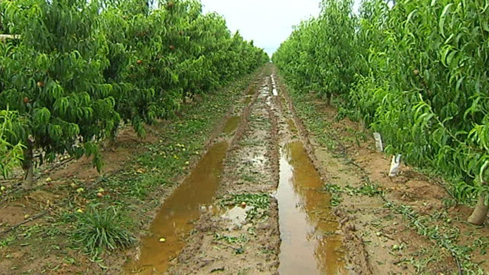 Los agricultores preocupados por la cosecha tras las fuertes tormentas