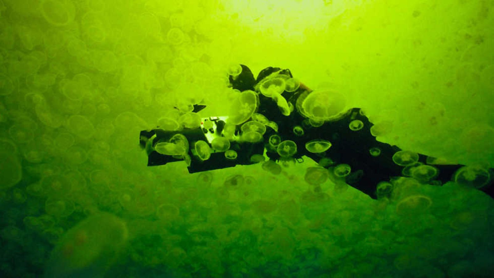 Grandes documentales - Life: Criaturas de las profundidades - ver ahora