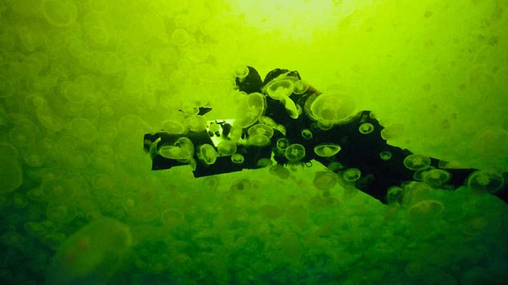 Grandes documentales - Life: Criaturas de las profundidades