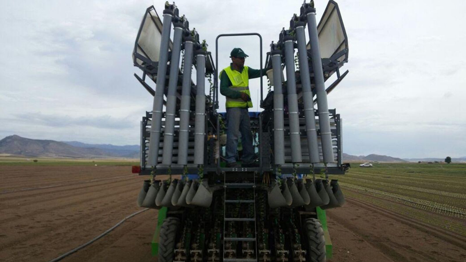 Lechugas murcianas un tesoro verde