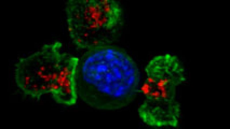 Nuestro sistema inmunológico contra las células cancerígenas, en 3D