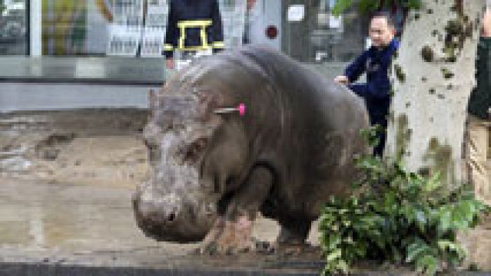 Varias fieras escapan del zoo de Tiflis tras unas inundaciones que dejan ya ocho personas muertas