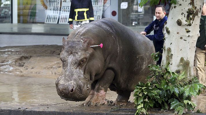 Informativo 24h - Varias fieras escapan del zoo de Tiflis tras unas inundaciones que dejan ya ocho personas muertas