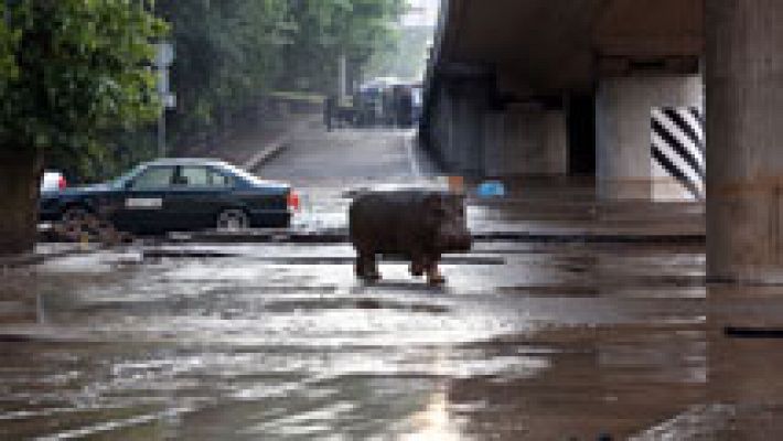 Telediario 1 - Las inundaciones en Georgia han roto las puertas de zoo