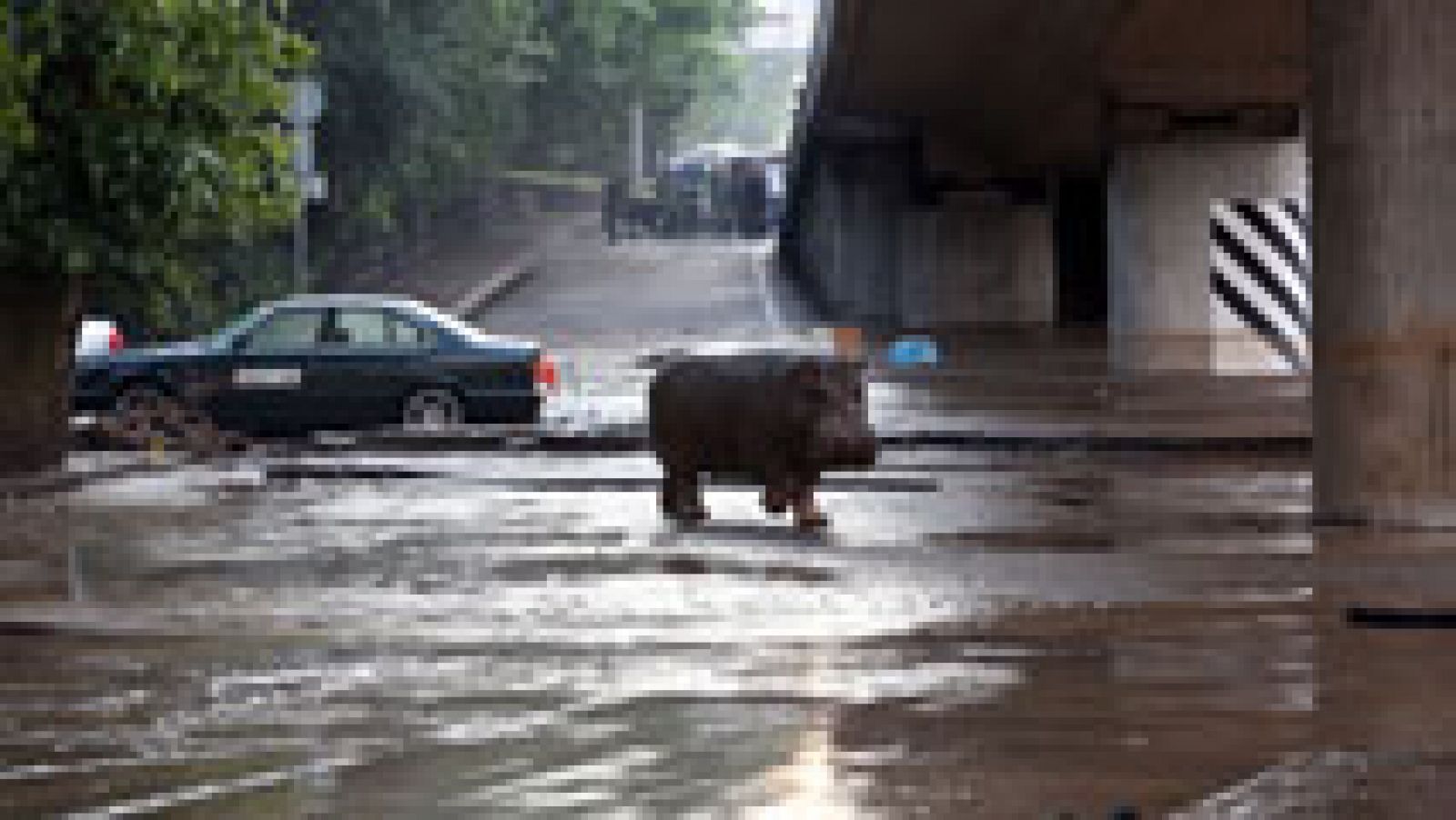 Las inundaciones en Georgia han roto las puertas de zoo y decenas de animales merodean por sus calles