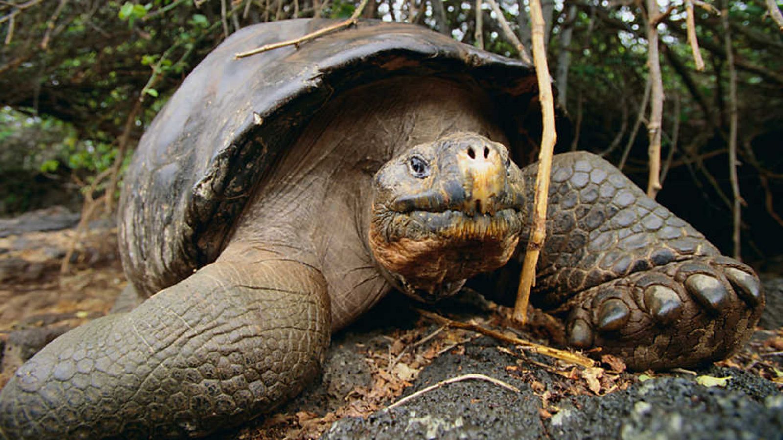 Grandes documentales - Las islas Galápagos: Origen