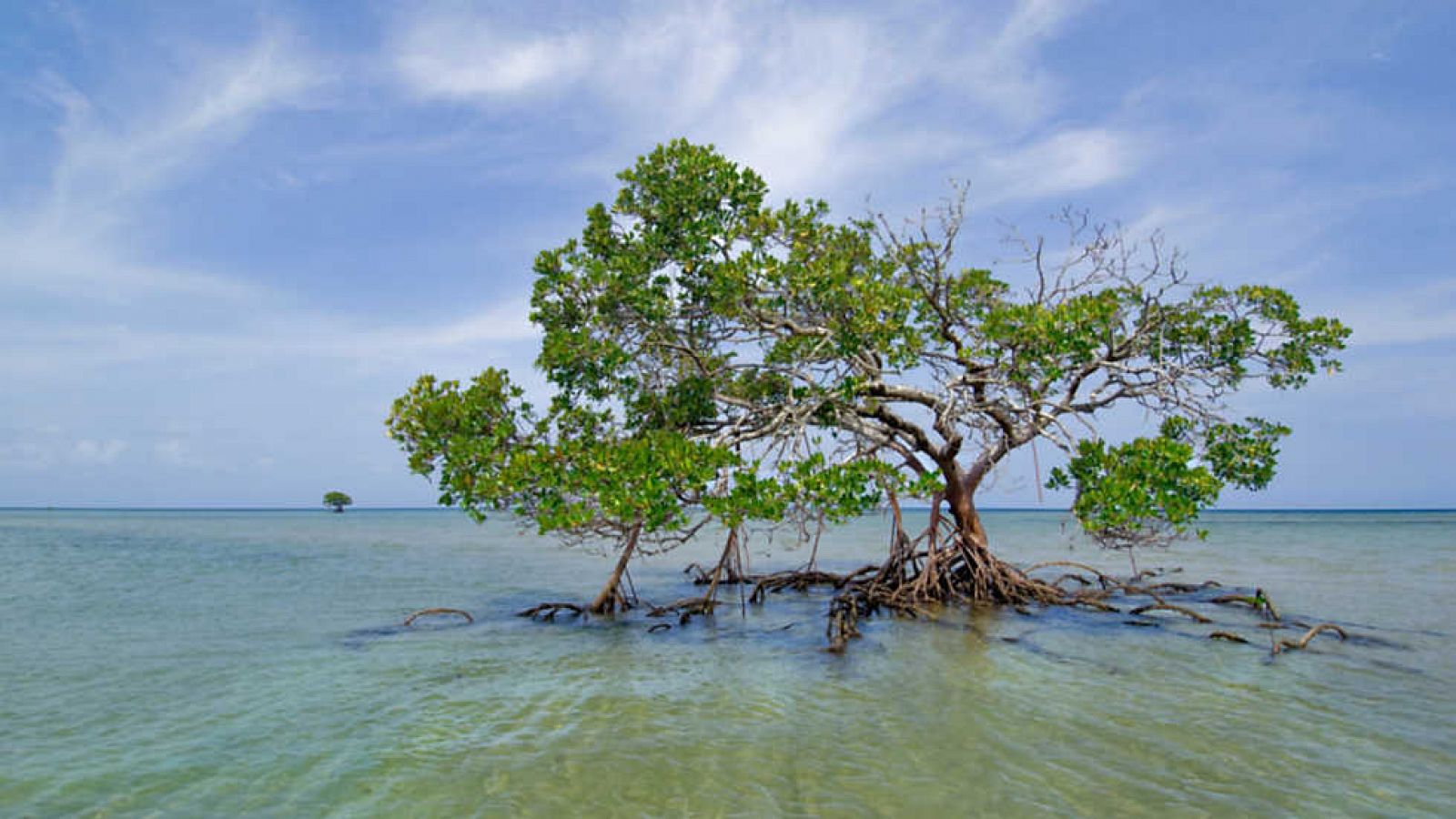 Grandes documentales - Life: Plantas