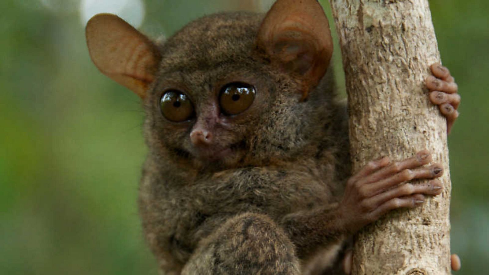 Grandes documentales - Life: Primates - Ver ahora