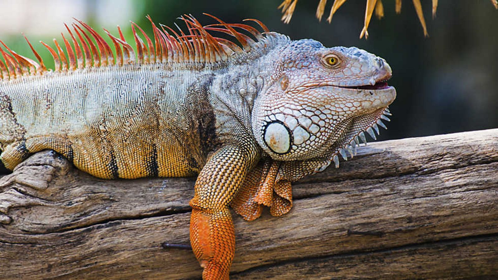 Grandes documentales - Las islas Galápagos: Adaptación  - Ver ahora