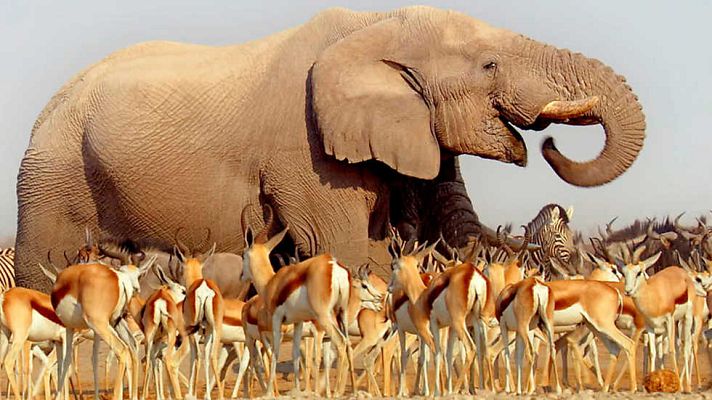 Grandes documentales - África: Kalahari