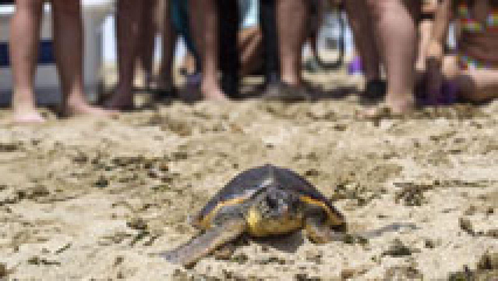 Telediario 1: La naturaleza vista desde los ojos de una tortuga, un caballo o un águila | RTVE Play