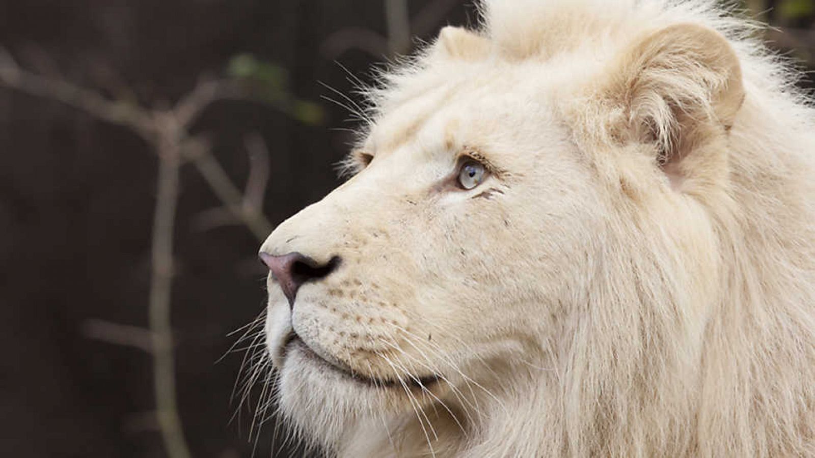 Grandes documentales - El regreso del león blanco