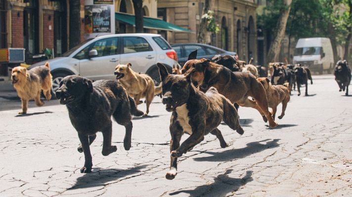 Días de cine - 'White God' ('Dios blanco')