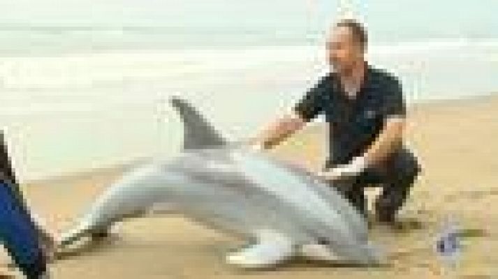 L'Informatiu - Visitem el grup de rescat del CRAM per saber com recuperen els dofins que embarranquen a les platges catalanes