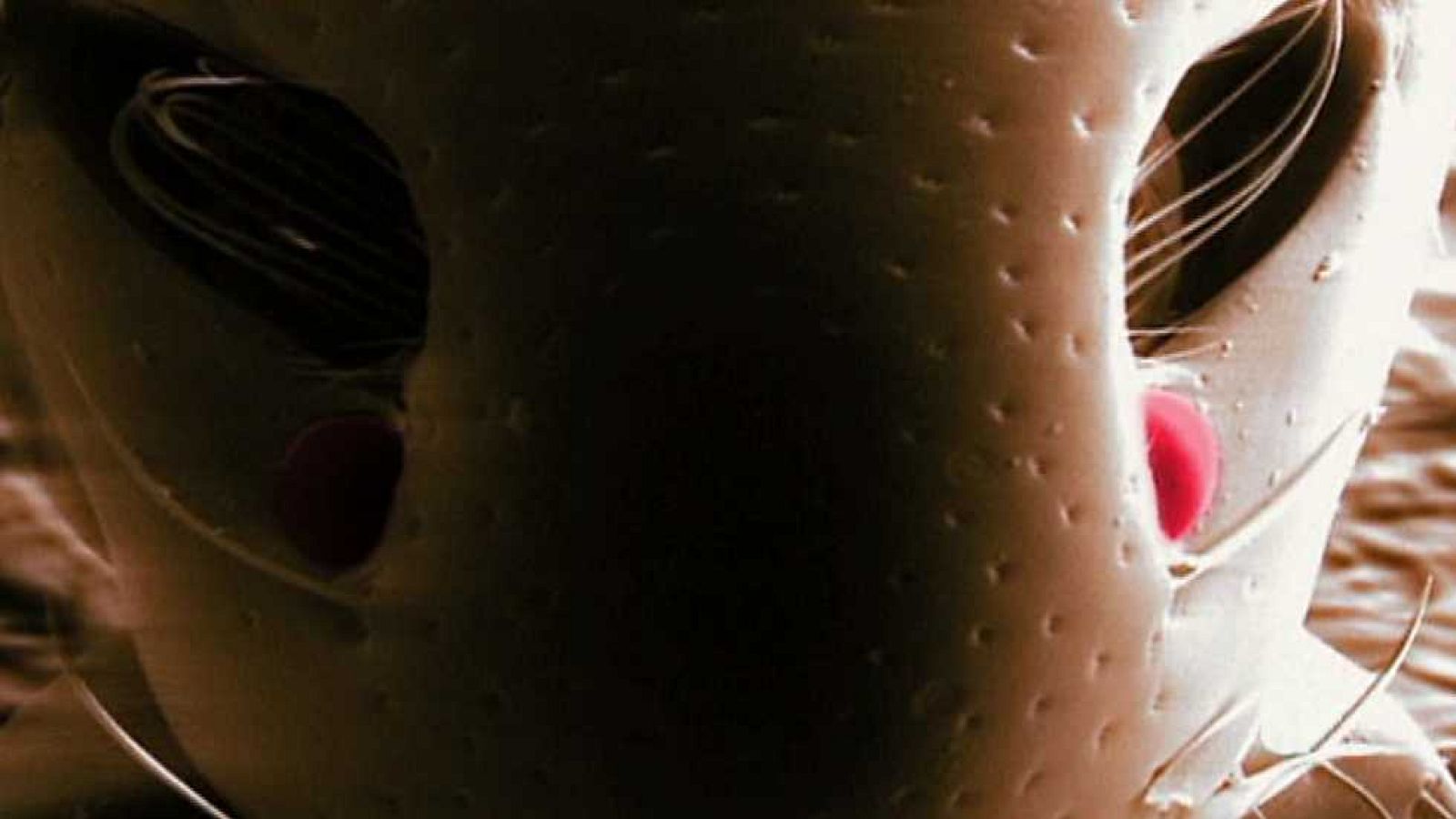 Documaster - La vida en nosotros: Nuestra biodiversidad particular - ver ahora