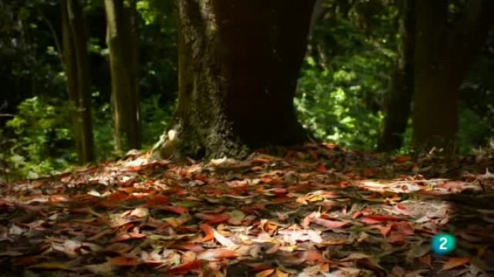 Agrosfera - Macizo de Anaga