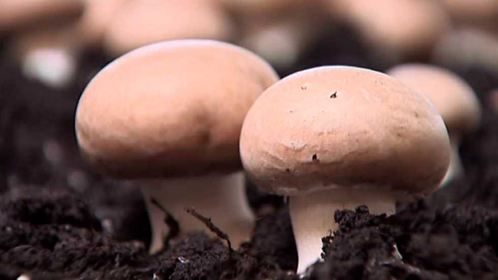 Agrosfera - 20/06/15 - Ver ahora