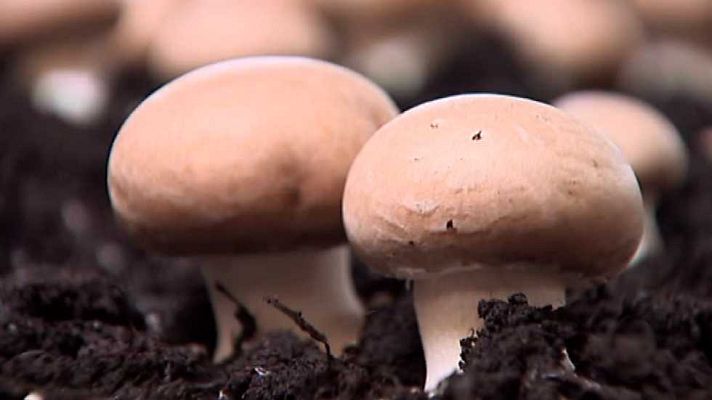 Agrosfera - Agrosfera - 20/06/15