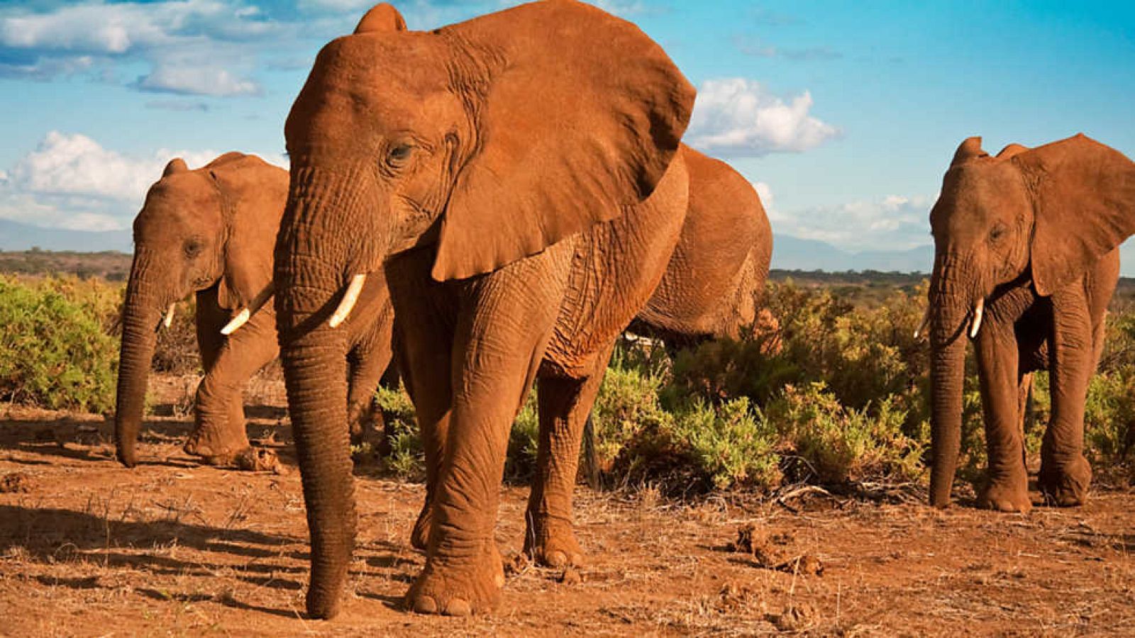 Grandes documentales - África: Congo - ver ahora