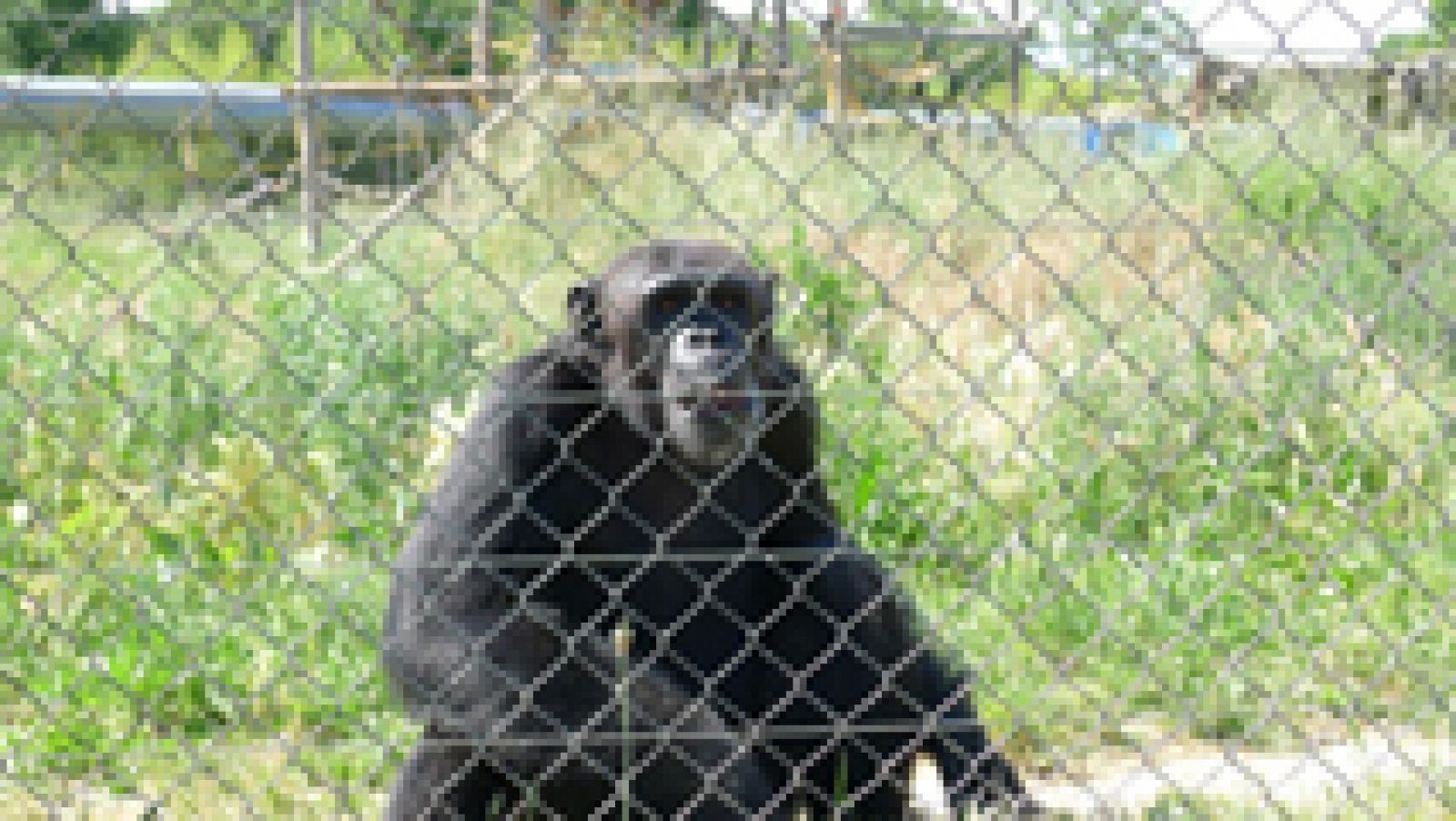 Fundación Mona, rescatando primates