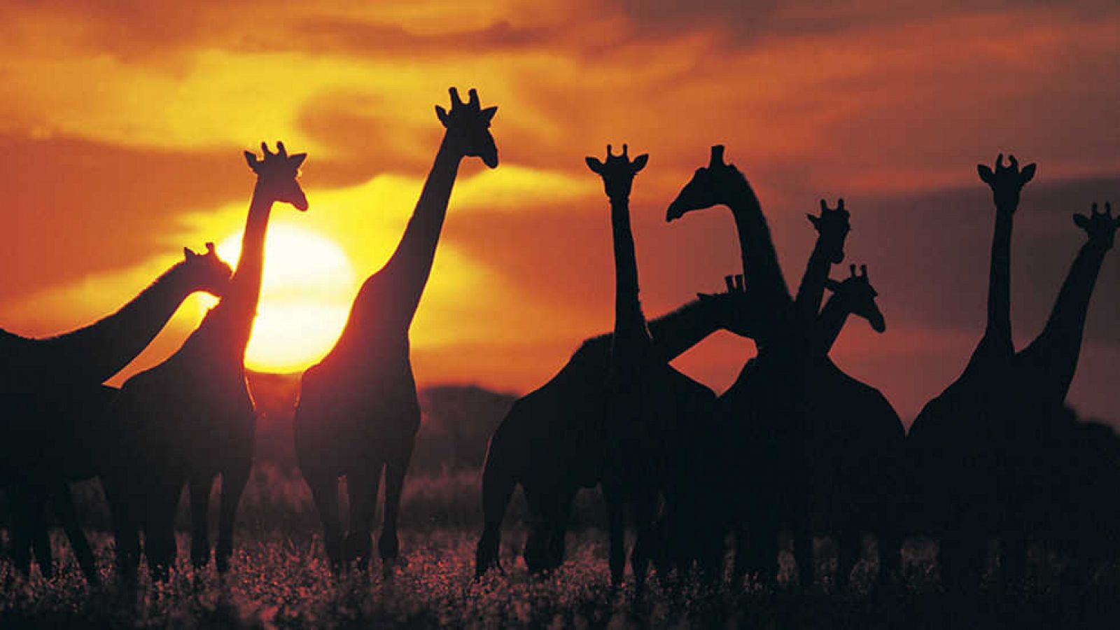 Grandes documentales - África: El futuro - Ver ahora