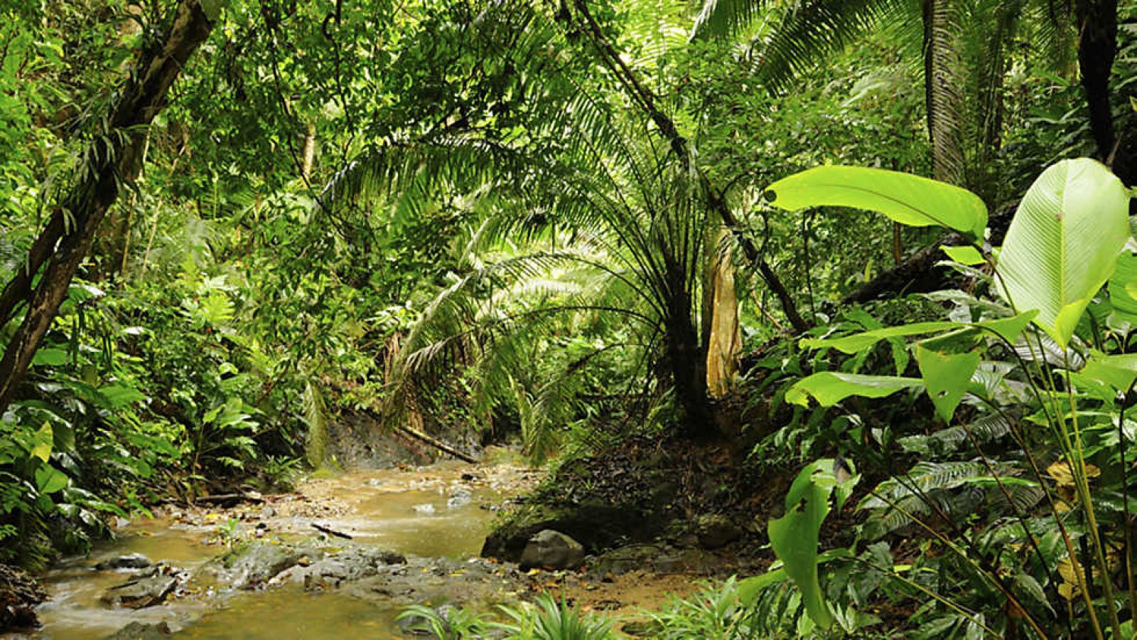 Grandes documentales - Un mundo aparte: Laberinto Amazonas